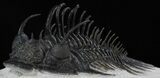 Spiny Comura Trilobite - Exceptional Specimen #38615-3